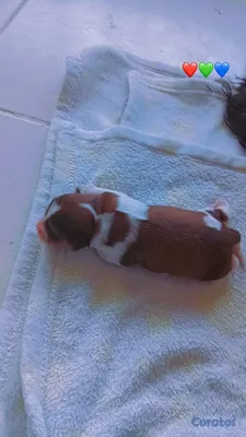 animales y mascotas - SHIPOO MACHO PARA APARTAR 💚  2