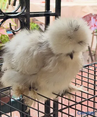 animales y mascotas - Sedosas Línea Americana Disponibles  10