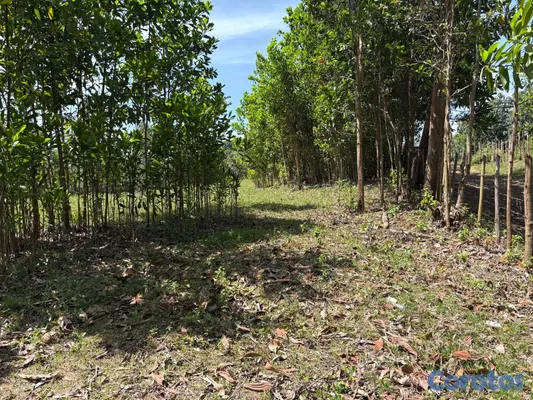 solares y terrenos - Venta de terreno en Los Mogotes, a solo 30 minutos de Santo Domingo. 6