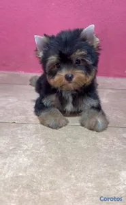 OFERTA CACHORRO YORKIE MACHO UBICADO EN SANTO DOMI
