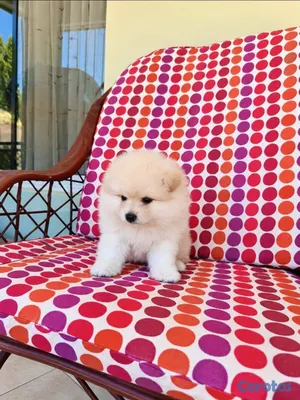 animales y mascotas - OFERTA CACHORRO POMERANIA HEMBRA EN UBICADO EN SAN 3