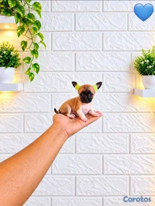 ESPECIAL DE CACHORRO CHIHUAHUA AMBOS SEXO EN UBICA