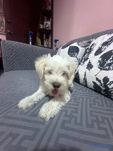 Cachorro Schnauzer Blanco (MACHO)