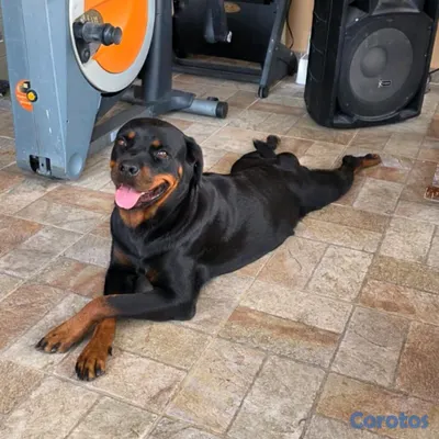 animales y mascotas - 🐾 Cachorros Rottweiler con Pedigree – Excelente Línea de Sangre 🐾 2
