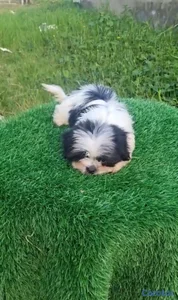 OFERTA CACHORRO SHIPOO MACHO UBICADO EN SANTO DOMINGO Y TIENE 