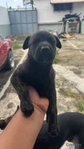 regalo en adopción padre padre alemán madre Pitb