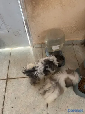 animales y mascotas - vendo cachorros shih tzu raza pura padres puros y a buen precio  3