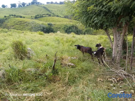 solares y terrenos - finca de 450 tareas con vocación ganadera en yamasa  3
