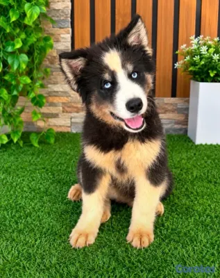 animales y mascotas - OFERTA CACHORRO HUSKY WOOLY MACHO UBICADO EN SANTO DOMINGO 2