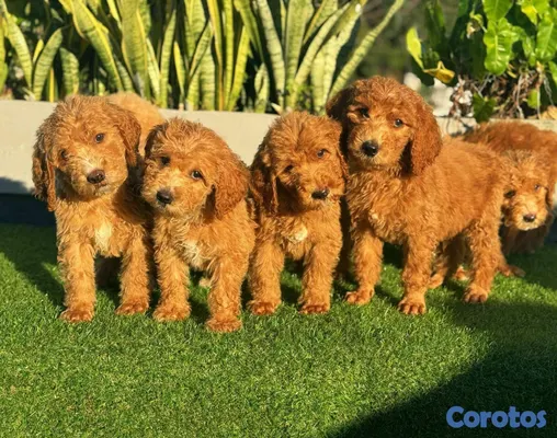 animales y mascotas - hermosos Cachorros Goldendoodle  4
