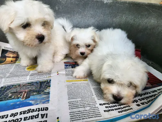 animales y mascotas - CACHORROS MALTÉS 2