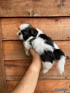 OFERTA CACHORRO SHIH TZU AMBOS SEXO UBICADO EN SAN