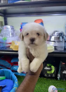 OFERTA CACHORRO SHIPOO MACHO UBICADO EN SANTO DOMI