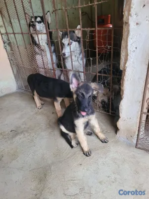 animales y mascotas - OFERTA CACHORRO PASTOR ALEMAN MACHO EN UBICADO EN  2