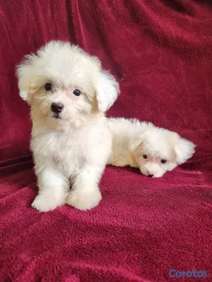 animales y mascotas - CACHORRAS MALTÉS DISPONIBLES 7