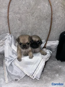 Pug 