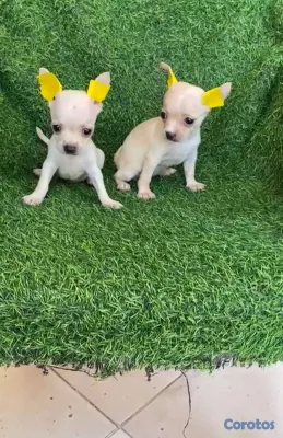 animales y mascotas - OFERTA CACHORRO CHIHUAHUA HEMBRA UBICADO EN SANTO  2