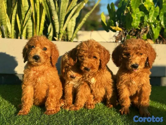 animales y mascotas - hermosos Cachorros Goldendoodle  2