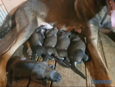 Cachorros Malinois de entrega Próximamente!