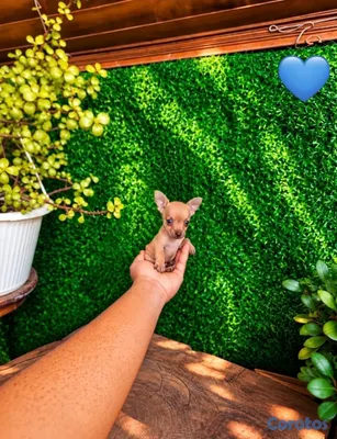 animales y mascotas - OFERTA CACHORRO CHIHUAHUA MACHO MINI UBICADO EN SANTO  2