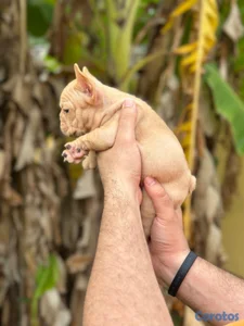 Bulldog frances hembras con pedigrí oferta
