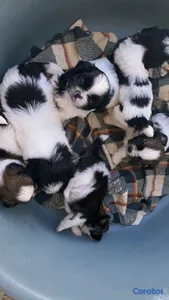 hermosos cachorritos de shitzu toy