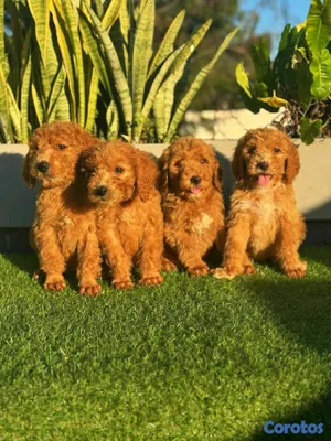 animales y mascotas - hermosos Cachorros Goldendoodle  3