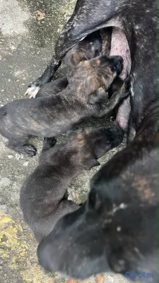 animales y mascotas - En adopción cachorros de padre pastor alemán y mad 3