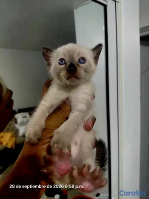 animales y mascotas - Gato siames 16 mil cada uno 4