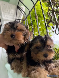 Perros Yorkshire 