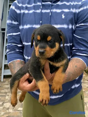 animales y mascotas - hermosos Cachorros de rottwailer ambos sexo 4