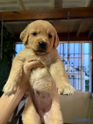animales y mascotas - Golden Retriver  4