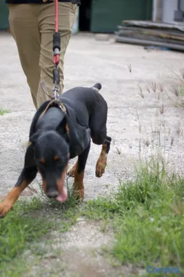 animales y mascotas - DOBERMAN Cachorros Puros 8