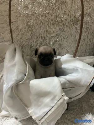 animales y mascotas - pug 6
