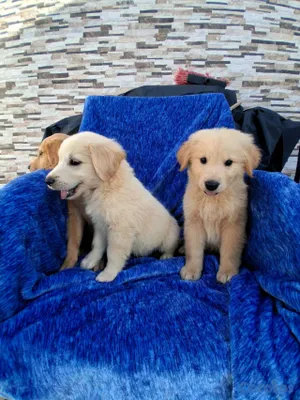 animales y mascotas - Golden Retriever no te quedes sin el tuyo  12