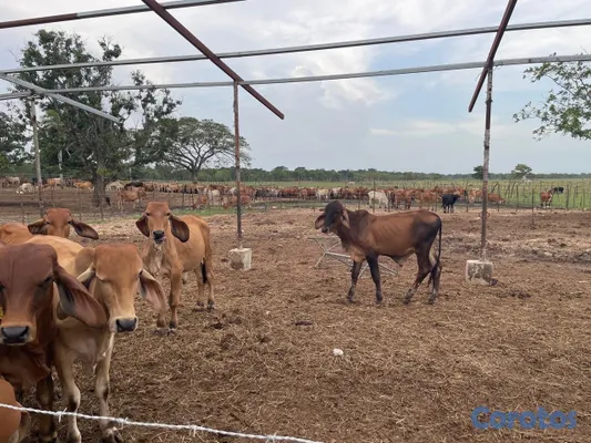 solares y terrenos - Finca Ganadera Deslindada 3