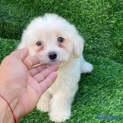 animales y mascotas - MALTIPOO 
HEMBRA Y MACHO 2