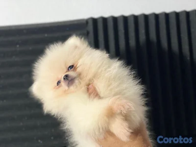 OFERTA CACHORRO POMERANIA HEMBRA EN UBICADO EN SAN