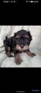Cachorro chipoo macho 