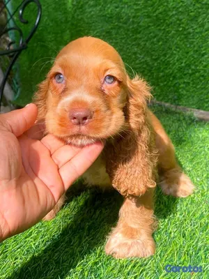 animales y mascotas - hermosos cachorritos cocker spaniel  3