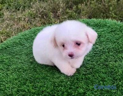 seller-logo