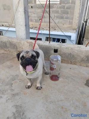 animales y mascotas - pug macho disponible a monta  3