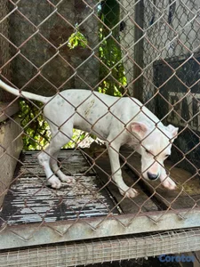 Cachorra dogo argentino disponible 