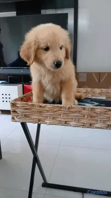 animales y mascotas - Golden Retriever no te quedes sin el tuyo  7