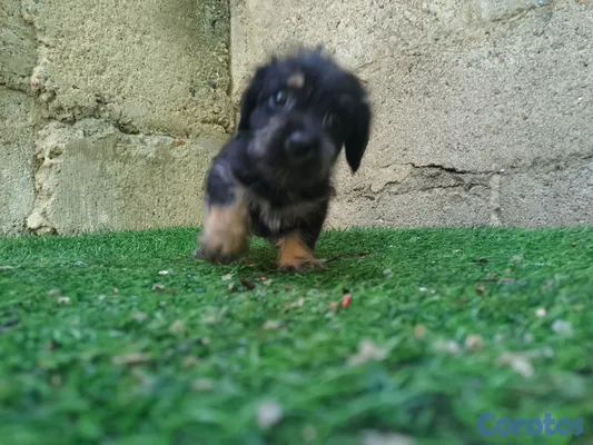 animales y mascotas - Cachorrito Chipoo Macho  4