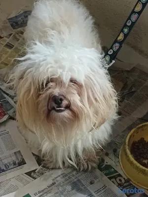 animales y mascotas - HERMOSO SHIPOO MACHO PARA APARTAR  6