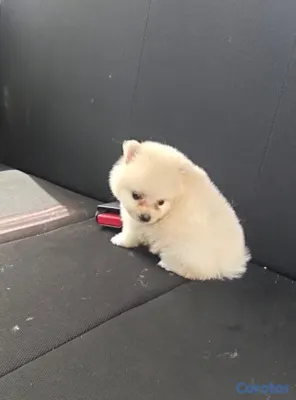 animales y mascotas - Cachorros Huskie y Pomerania dé venta 4