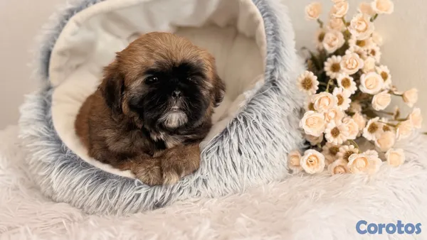 animales y mascotas - Shihtzu dos meses Ambos Sexos  8