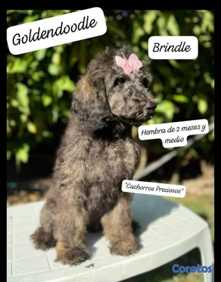 animales y mascotas - French Poodle Gigante y Goldendoodle de oportunidad!!! 8