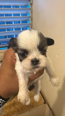 animales y mascotas - vendo cachorros shit tzu raza pura  11
